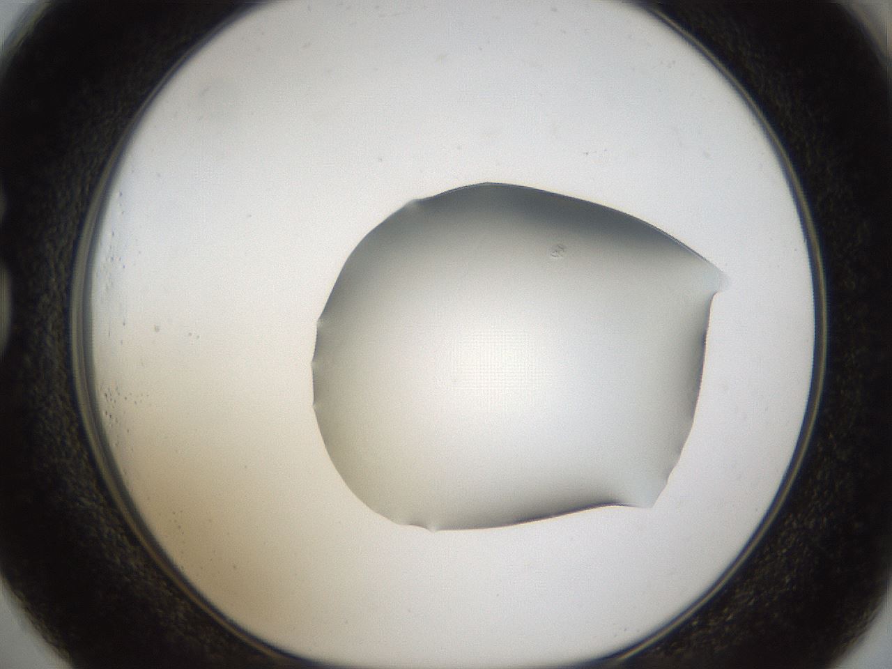folderID961_plateID961_batchID1446_wellNum73_profileID1_d1_r37333_ef.jpg