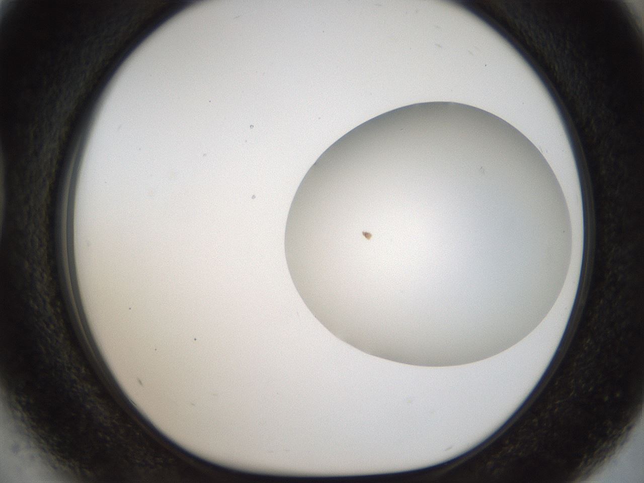 folderID962_plateID1962_batchID8615_wellNum41_profileID1_d1_r133990_ef.jpg