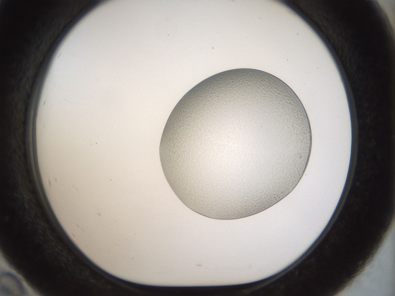 folderID962_plateID1962_batchID8615_wellNum46_profileID1_d1_r134000_ef.jpg