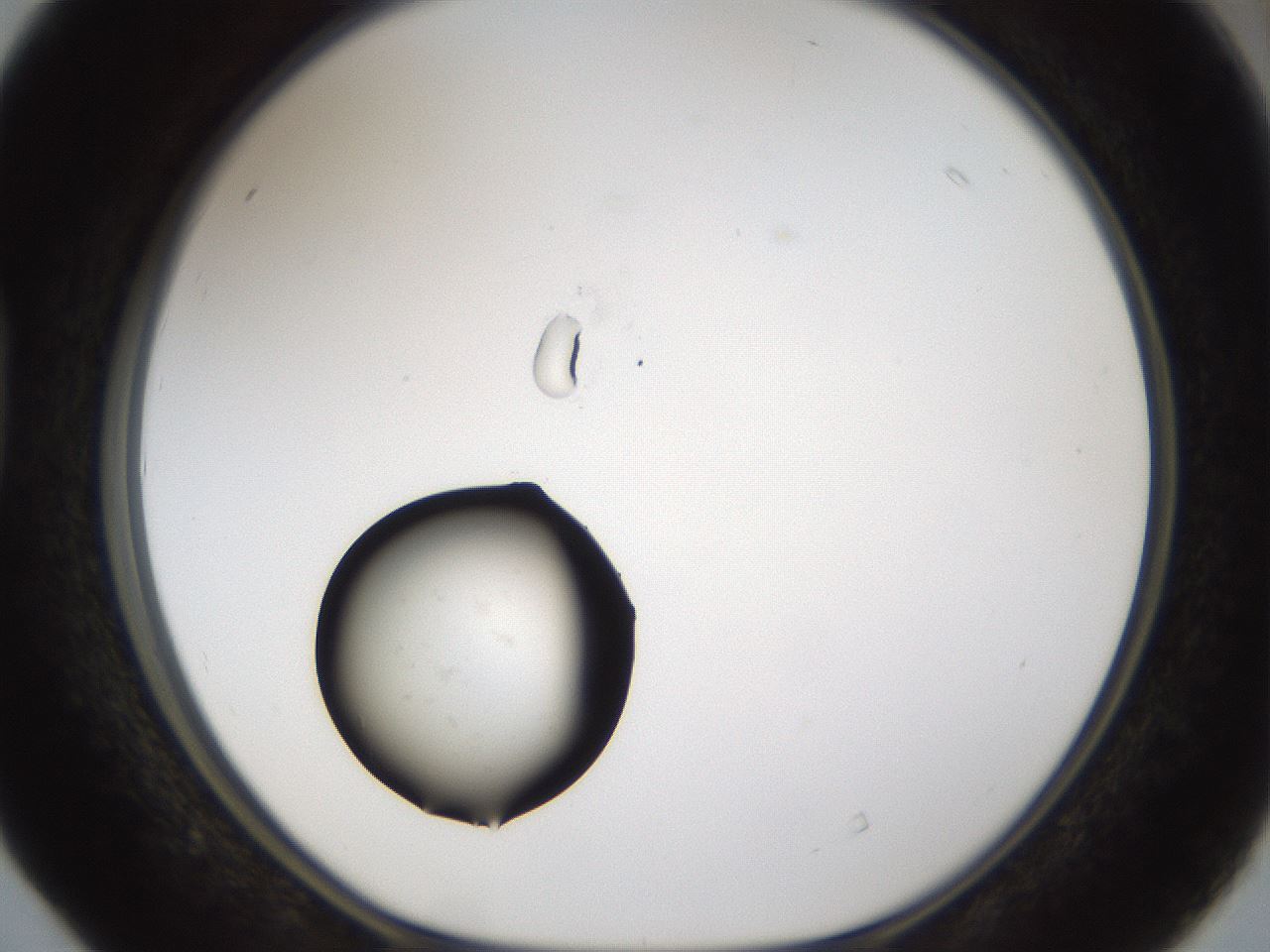 folderID963_plateID963_batchID1299_wellNum40_profileID1_d1_r37396_ef.jpg
