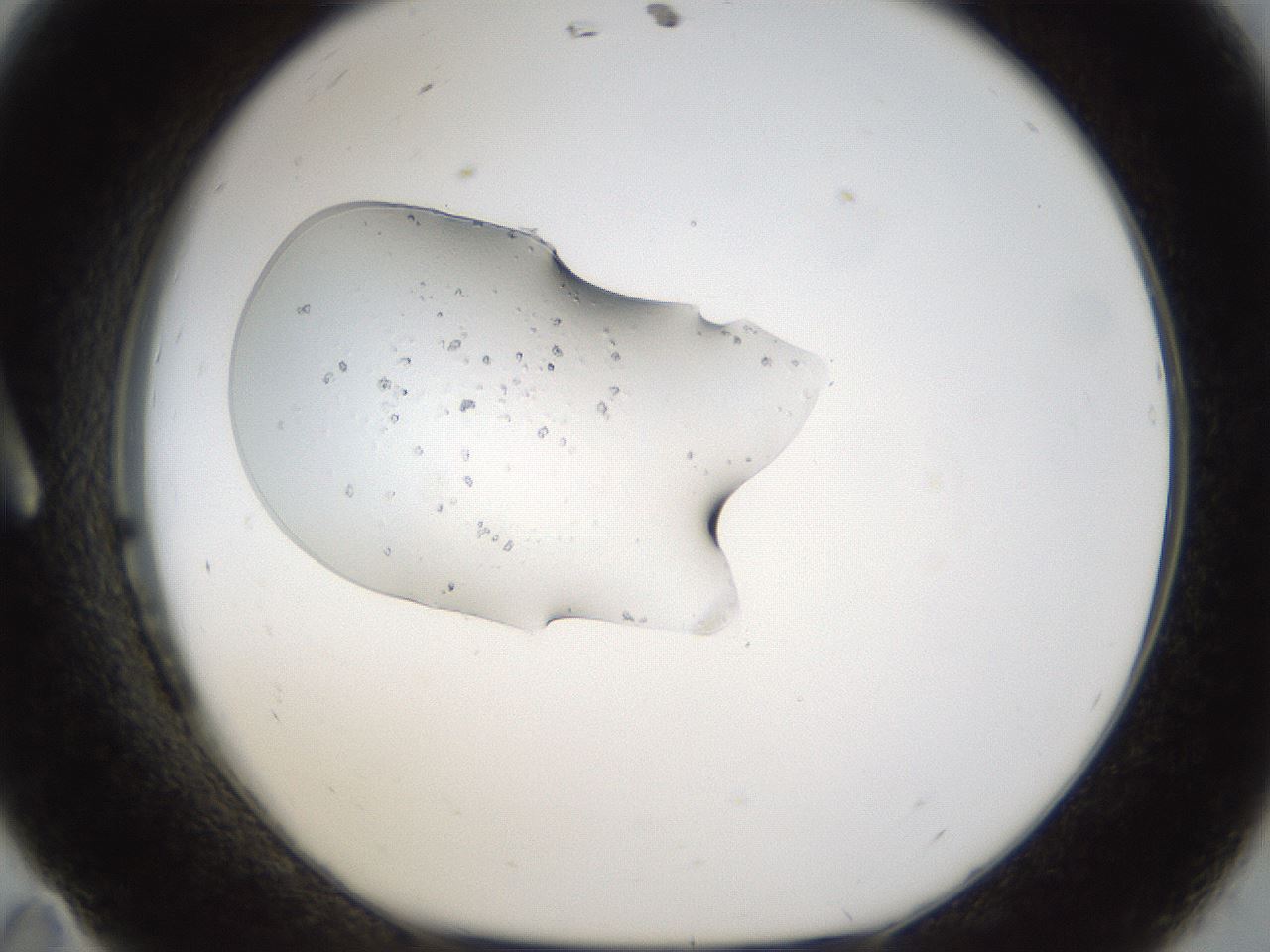 folderID963_plateID963_batchID1448_wellNum11_profileID1_d1_r37367_ef.jpg