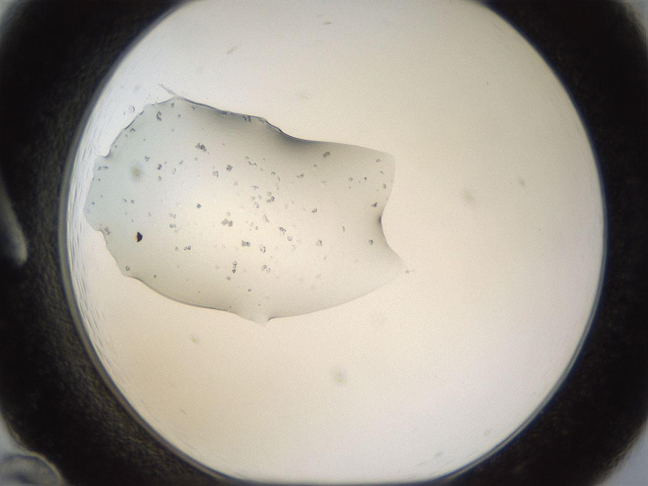 folderID963_plateID963_batchID1448_wellNum12_profileID1_d1_r37368_ef.jpg
