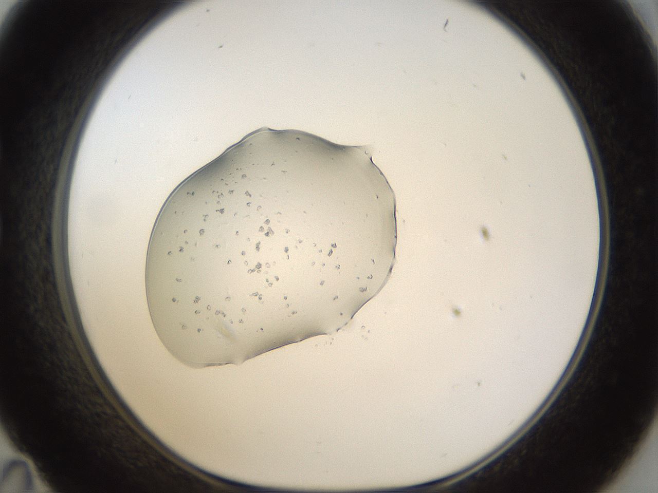 folderID963_plateID963_batchID1448_wellNum35_profileID1_d1_r37391_ef.jpg
