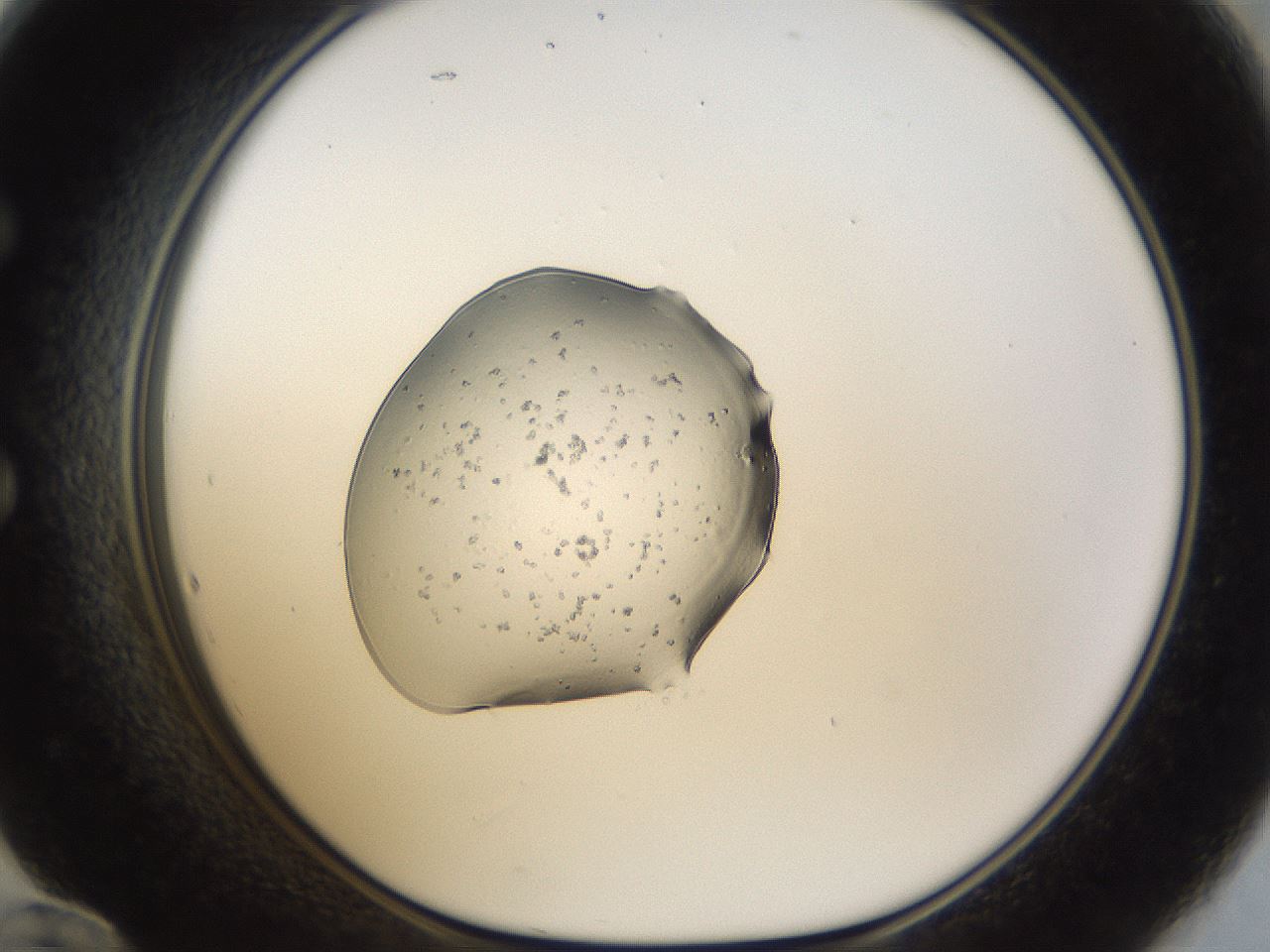 folderID963_plateID963_batchID1448_wellNum60_profileID1_d1_r37416_ef.jpg