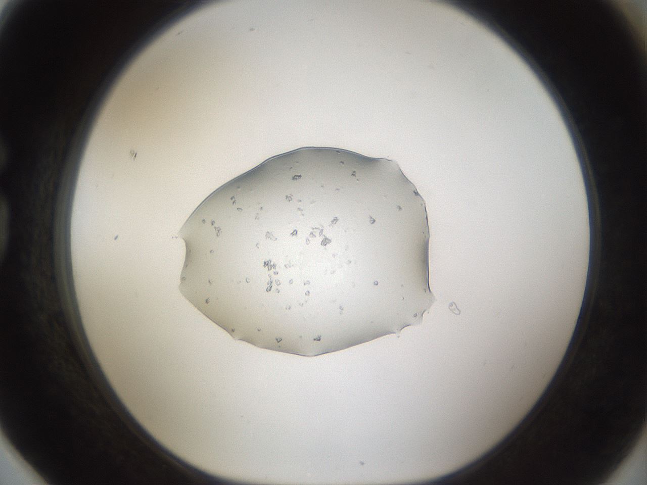 folderID963_plateID963_batchID1448_wellNum78_profileID1_d1_r37434_ef.jpg