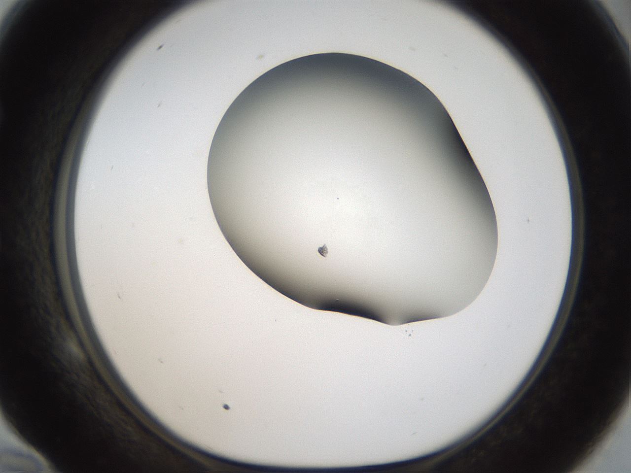 folderID964_plateID1964_batchID8601_wellNum58_profileID1_d1_r131336_ef.jpg
