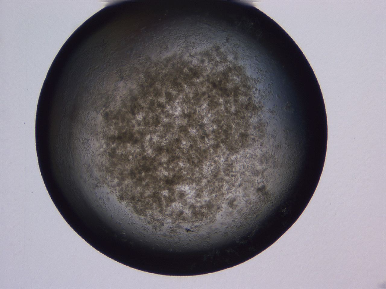 04ov_A12_ImagerDefaults_3.jpg