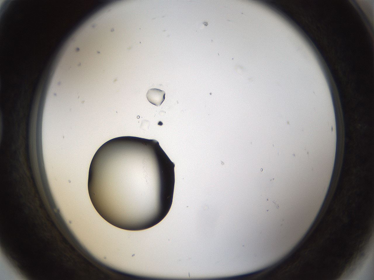 folderID964_plateID964_batchID1450_wellNum80_profileID1_d1_r37533_ef.jpg