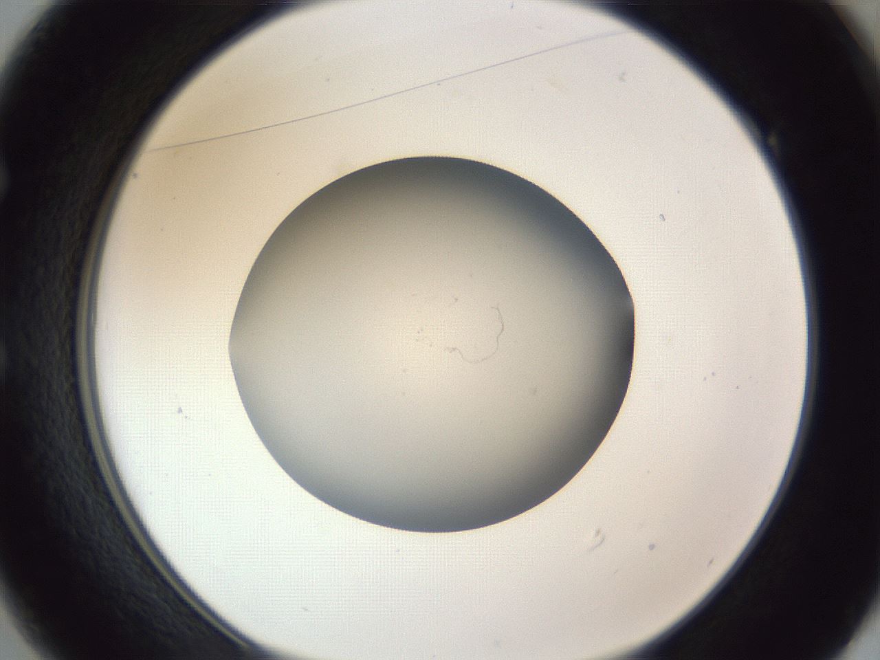 folderID965_plateID965_batchID1487_wellNum49_profileID1_d1_r37614_ef.jpg