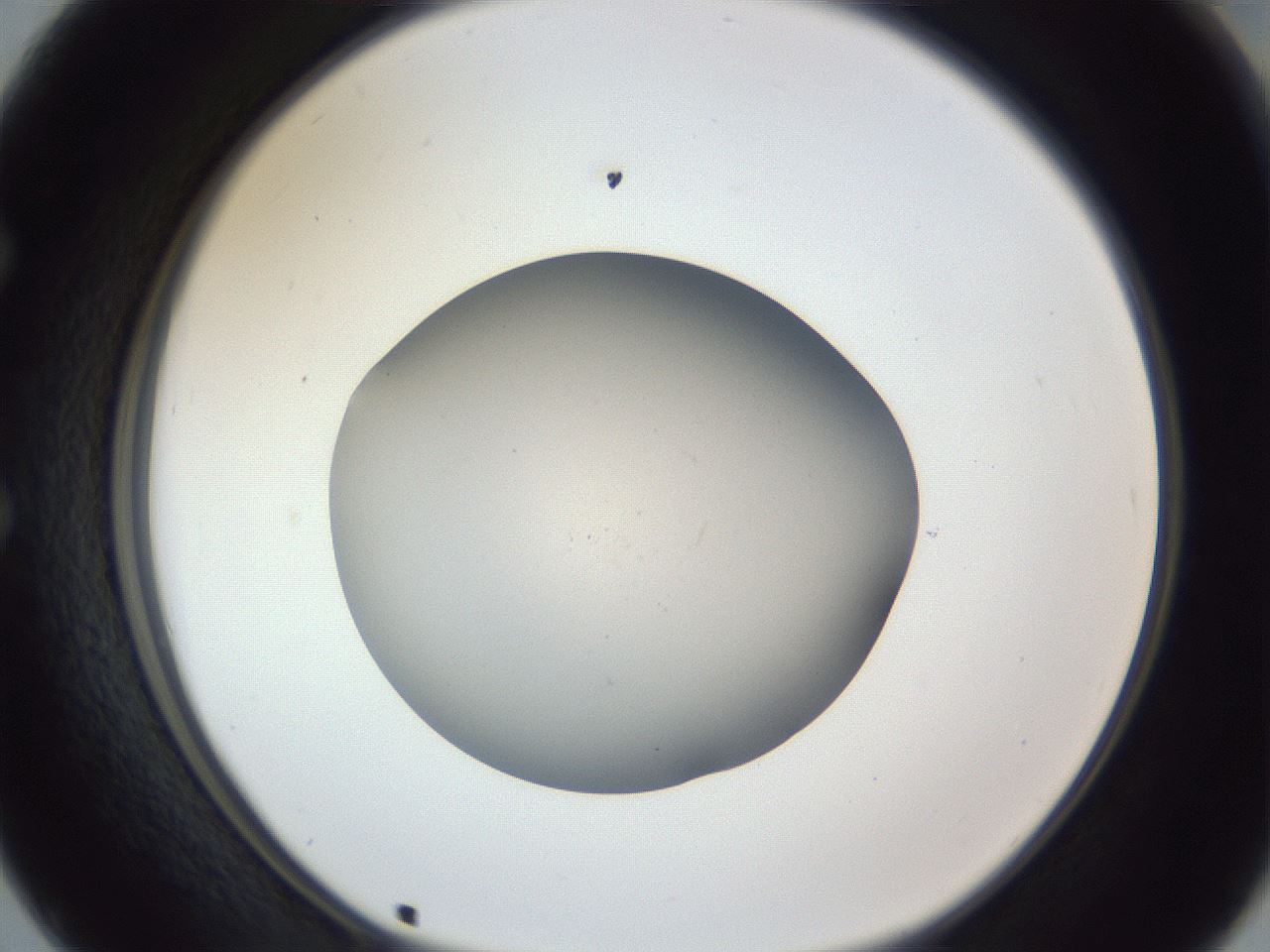 folderID965_plateID965_batchID1487_wellNum50_profileID1_d1_r37615_ef.jpg