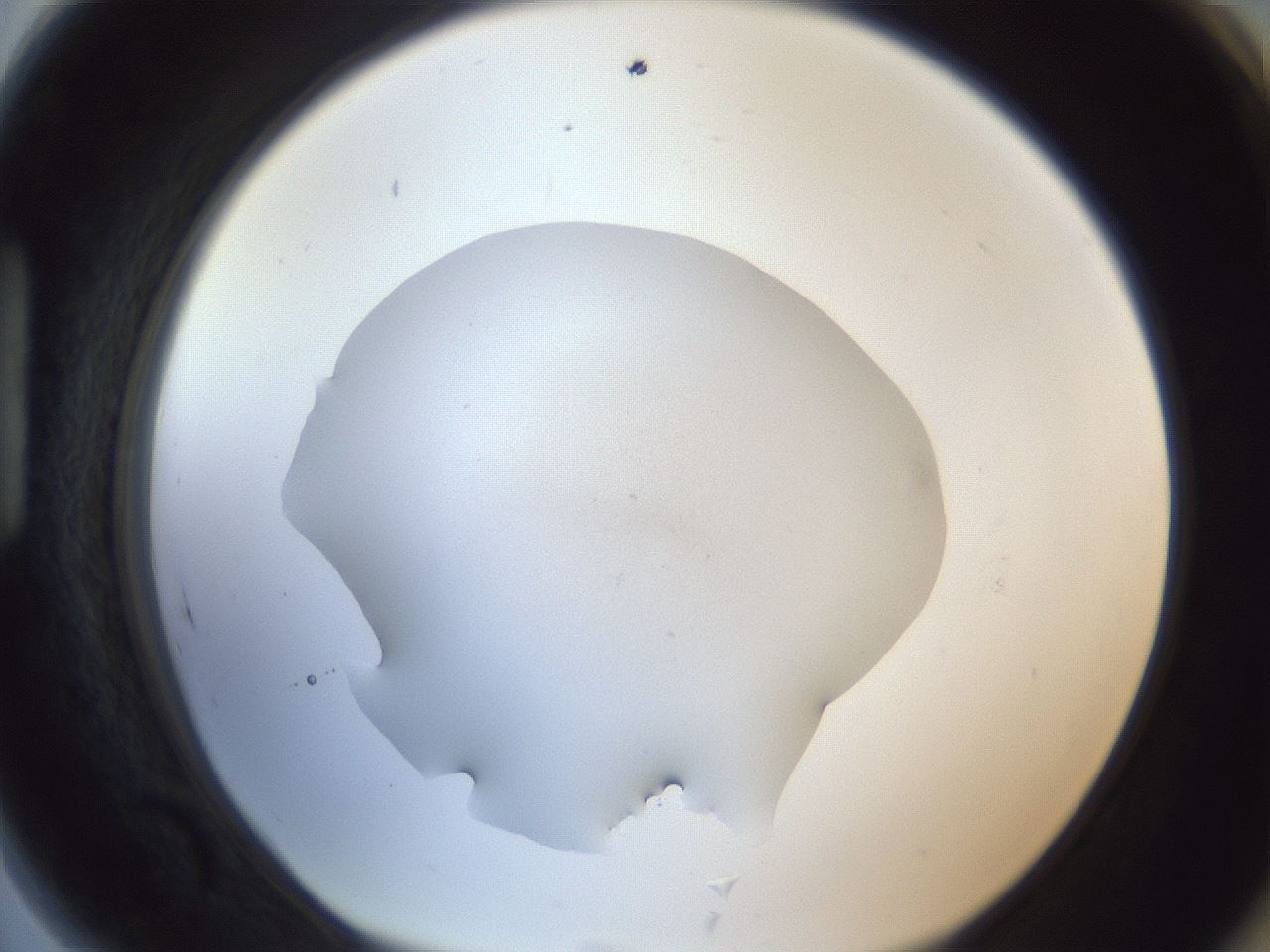 folderID965_plateID965_batchID1651_wellNum89_profileID1_d1_r37654_ef.jpg