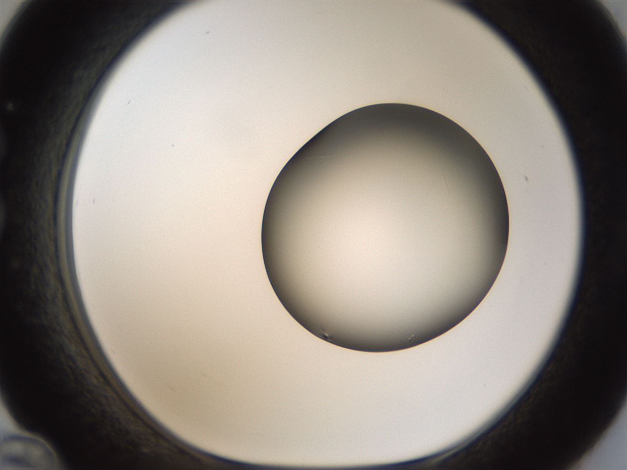 folderID966_plateID1966_batchID8617_wellNum36_profileID1_d1_r134364_ef.jpg