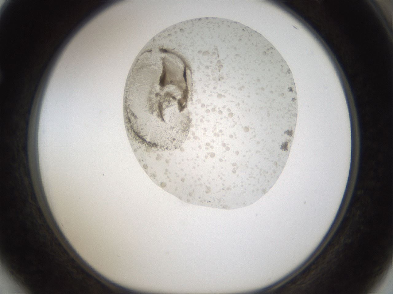 folderID965_plateID1965_batchID8596_wellNum64_profileID1_d1_r130388_ef.jpg