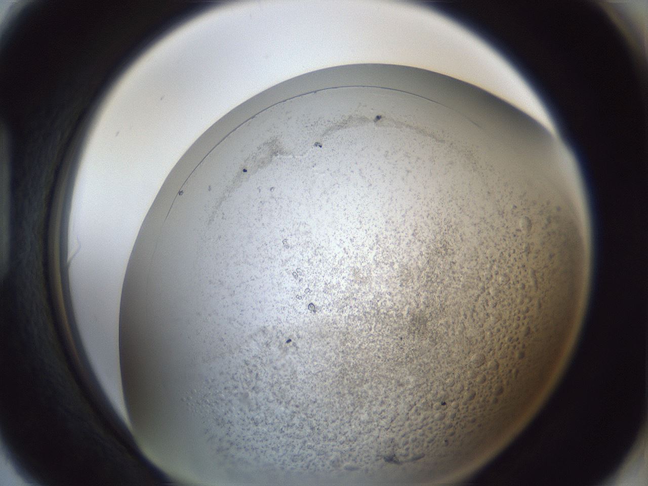 folderID966_plateID966_batchID1465_wellNum90_profileID1_d1_r37751_ef.jpg