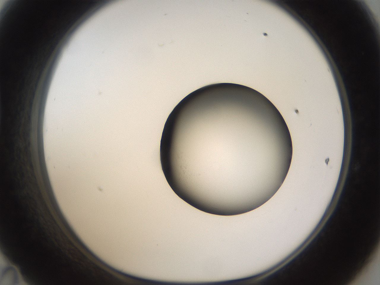 folderID967_plateID1967_batchID8611_wellNum47_profileID1_d1_r133234_ef.jpg