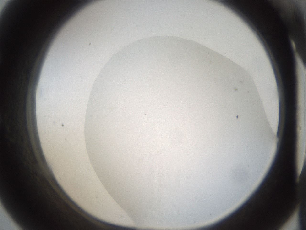 folderID967_plateID1967_batchID8611_wellNum57_profileID1_d1_r133254_ef.jpg