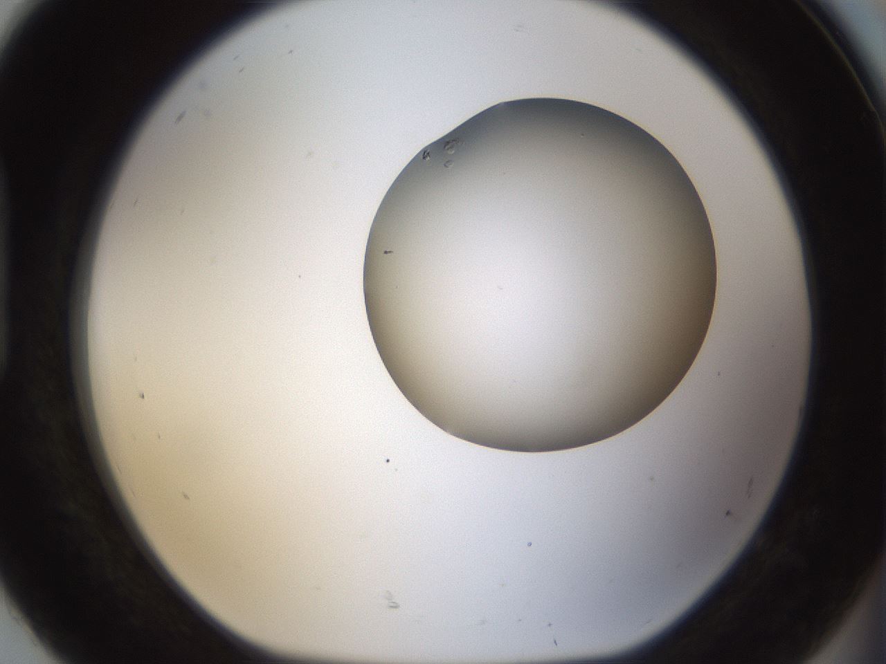 folderID967_plateID1967_batchID8611_wellNum92_profileID1_d1_r133324_ef.jpg