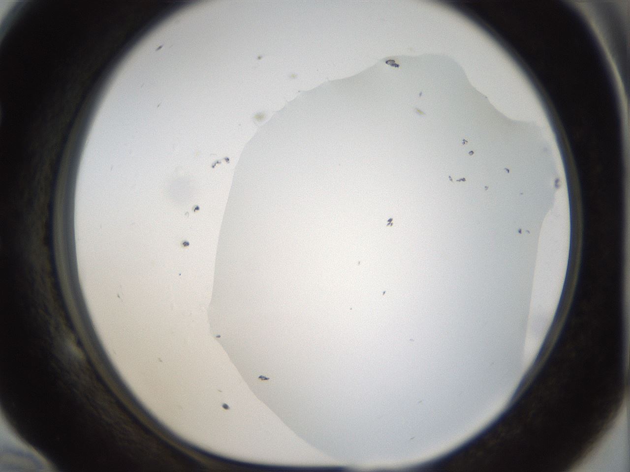 folderID967_plateID1967_batchID8611_wellNum58_profileID1_d1_r133256_ef.jpg