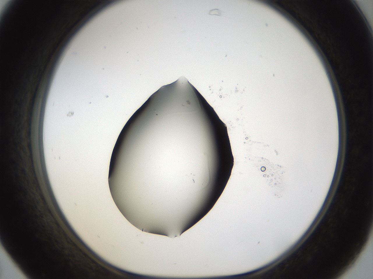 folderID967_plateID967_batchID1566_wellNum31_profileID1_d1_r37884_ef.jpg