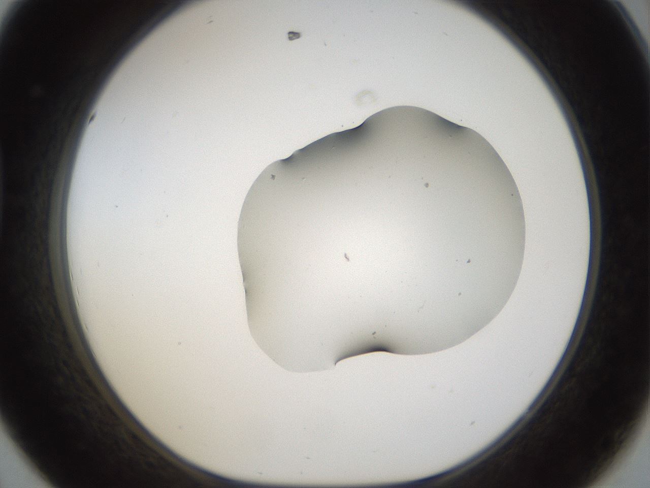 folderID967_plateID967_batchID1566_wellNum44_profileID1_d1_r37897_ef.jpg
