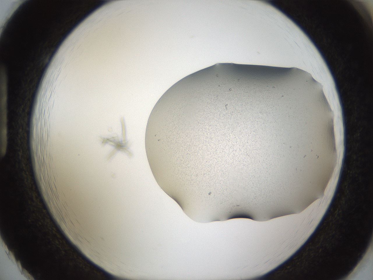 folderID967_plateID967_batchID1566_wellNum86_profileID1_d1_r37939_ef.jpg