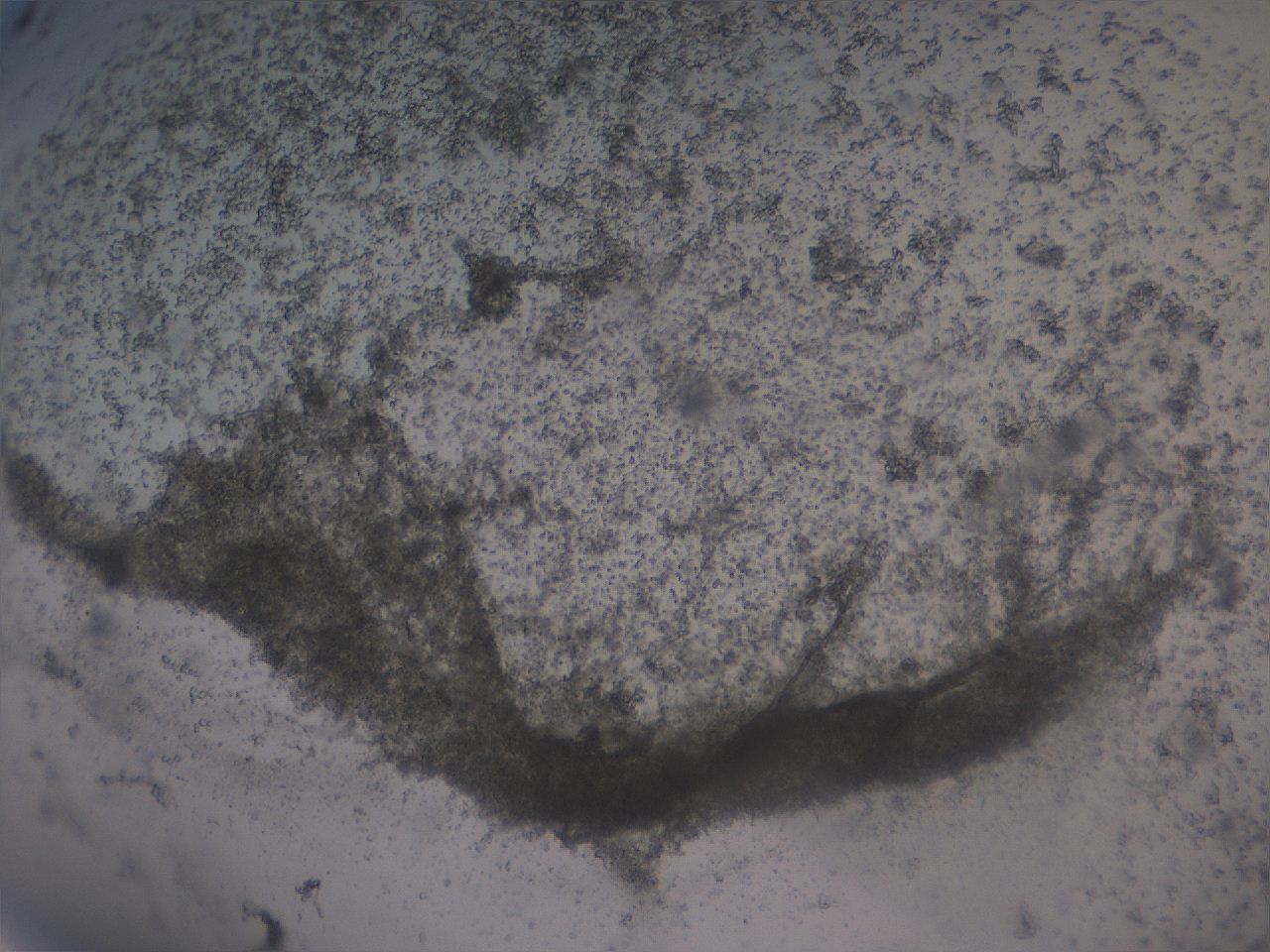 04ov_F3_ImagerDefaults_3.jpg