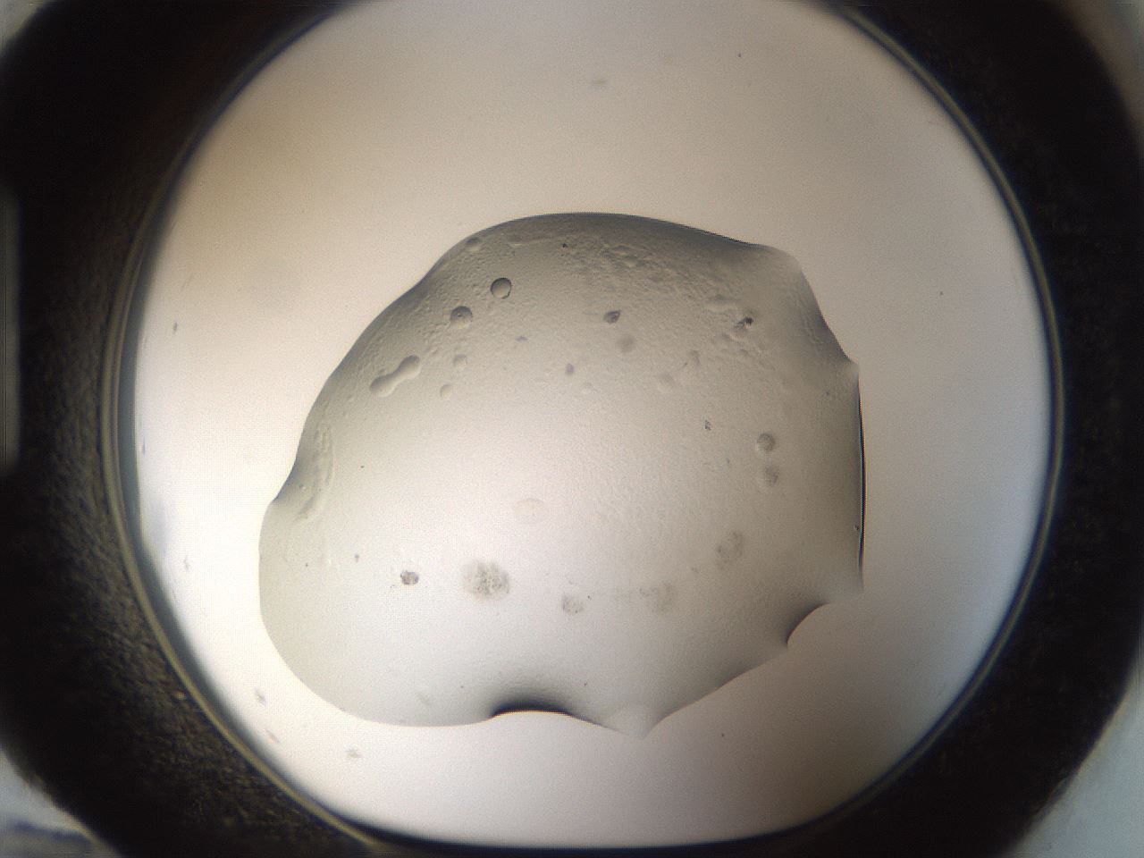folderID967_plateID967_batchID1566_wellNum96_profileID1_d1_r37949_ef.jpg