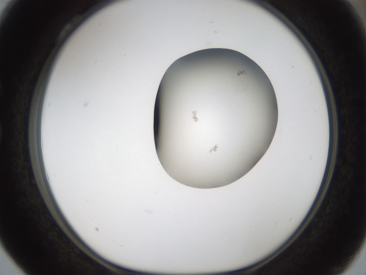 folderID968_plateID1968_batchID8605_wellNum28_profileID1_d1_r132044_ef.jpg