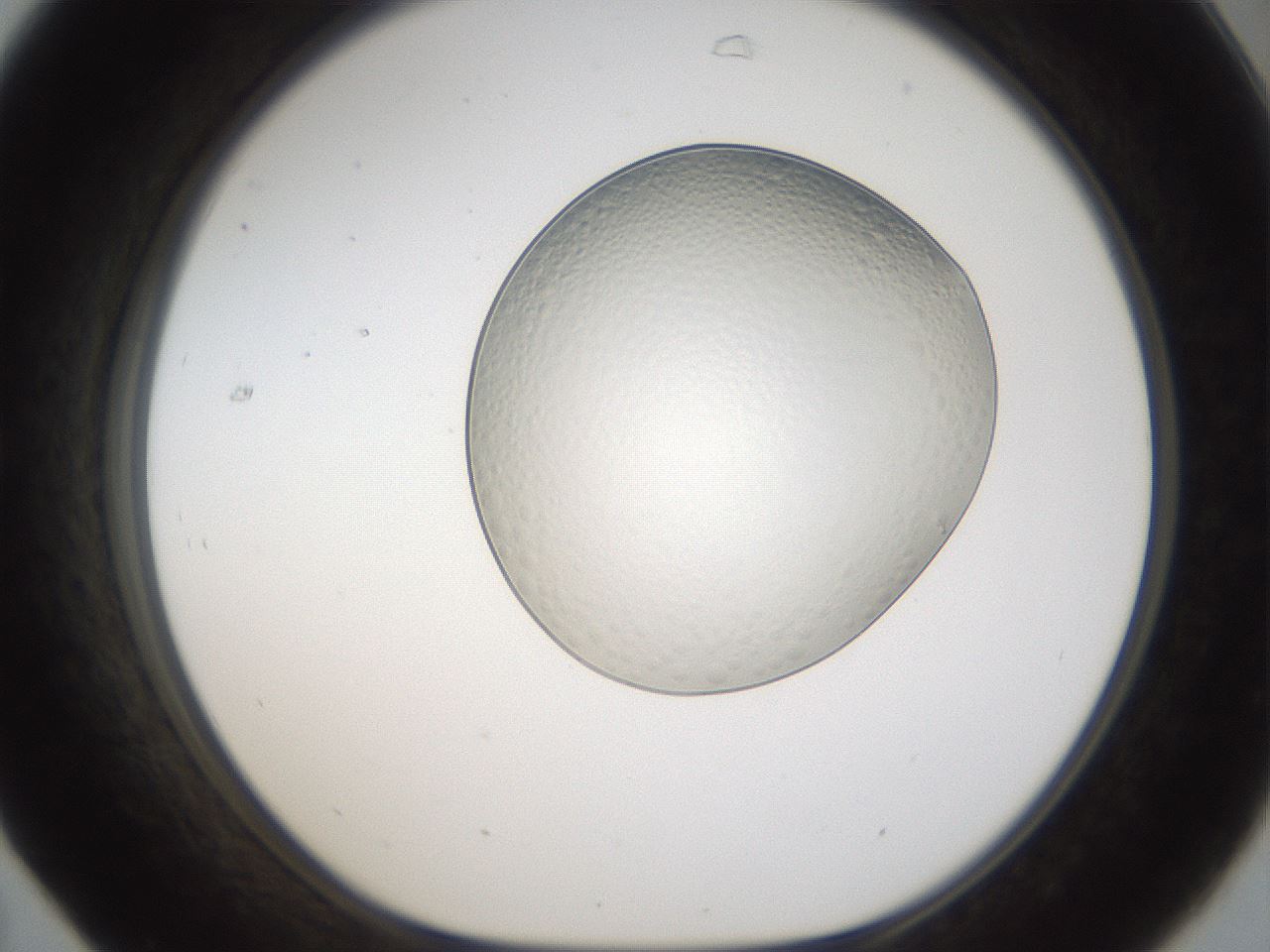 folderID968_plateID1968_batchID8605_wellNum31_profileID1_d1_r132050_ef.jpg