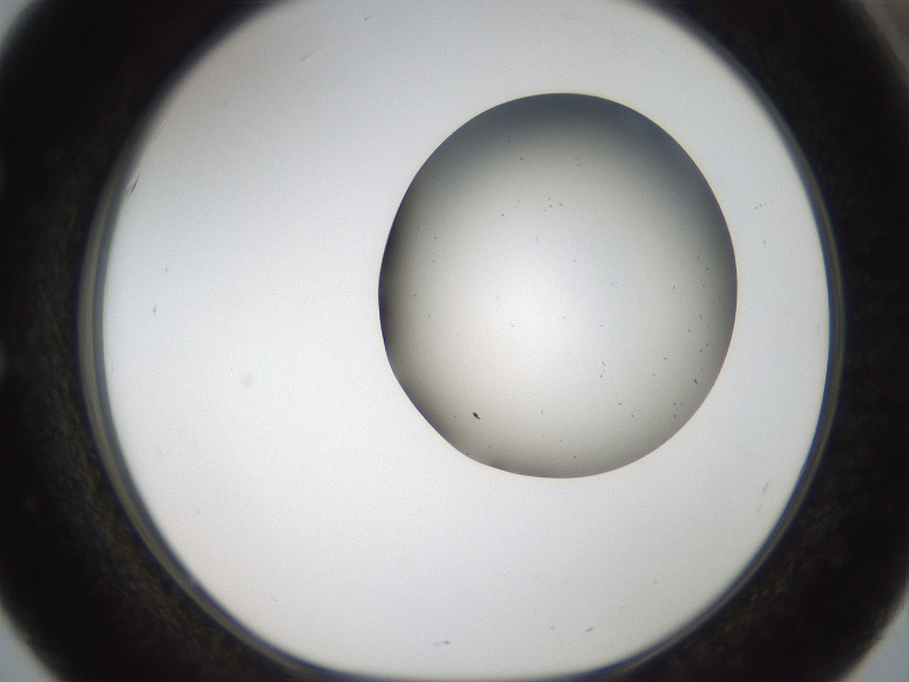 folderID968_plateID1968_batchID8605_wellNum51_profileID1_d1_r132090_ef.jpg