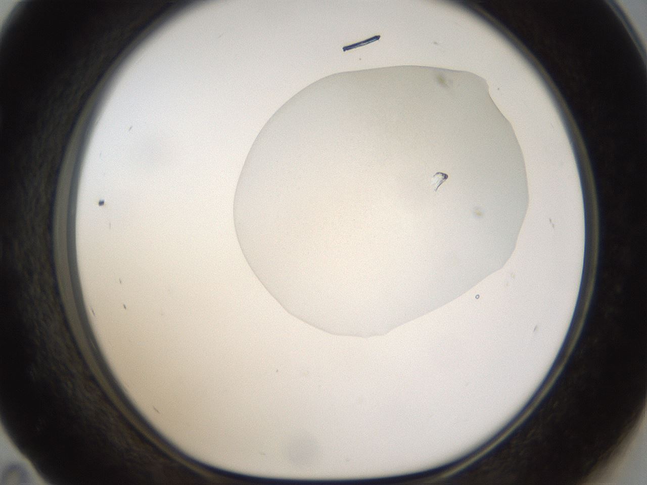 folderID968_plateID1968_batchID8605_wellNum59_profileID1_d1_r132106_ef.jpg