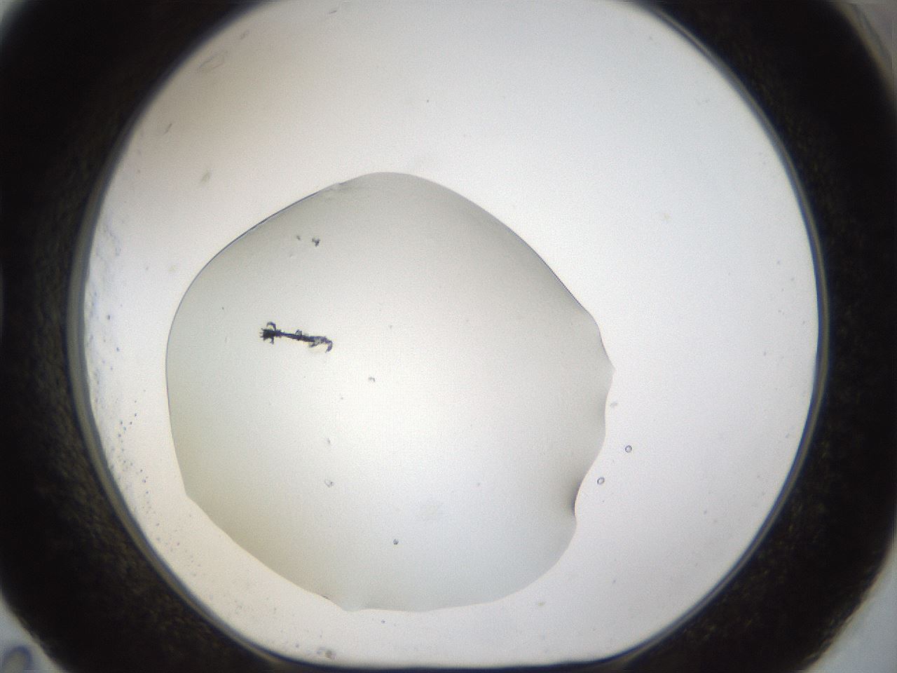 folderID967_plateID967_batchID1566_wellNum83_profileID1_d1_r37936_ef.jpg