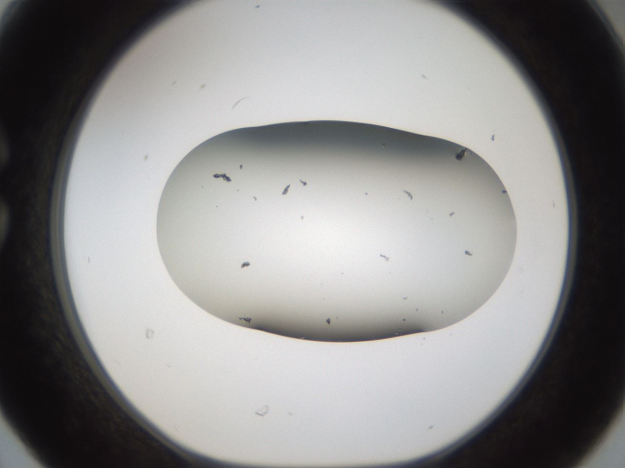 folderID969_plateID1969_batchID8598_wellNum30_profileID1_d1_r130896_ef.jpg