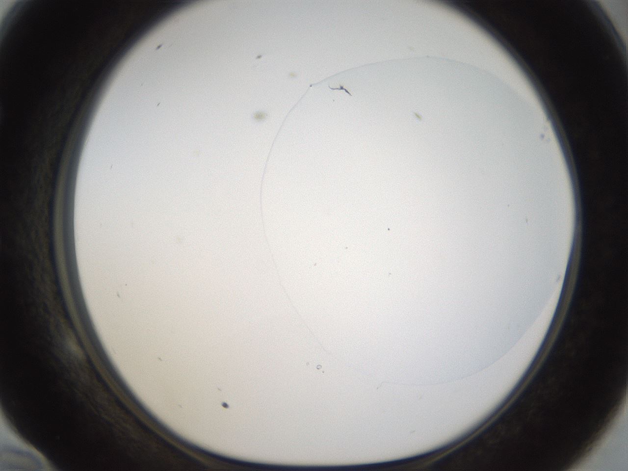 folderID969_plateID1969_batchID8598_wellNum58_profileID1_d1_r130952_ef.jpg