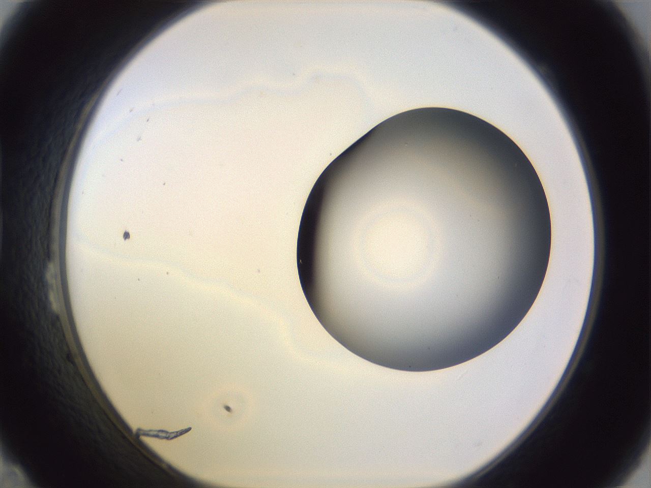 folderID970_plateID1970_batchID8616_wellNum23_profileID1_d1_r134146_ef.jpg