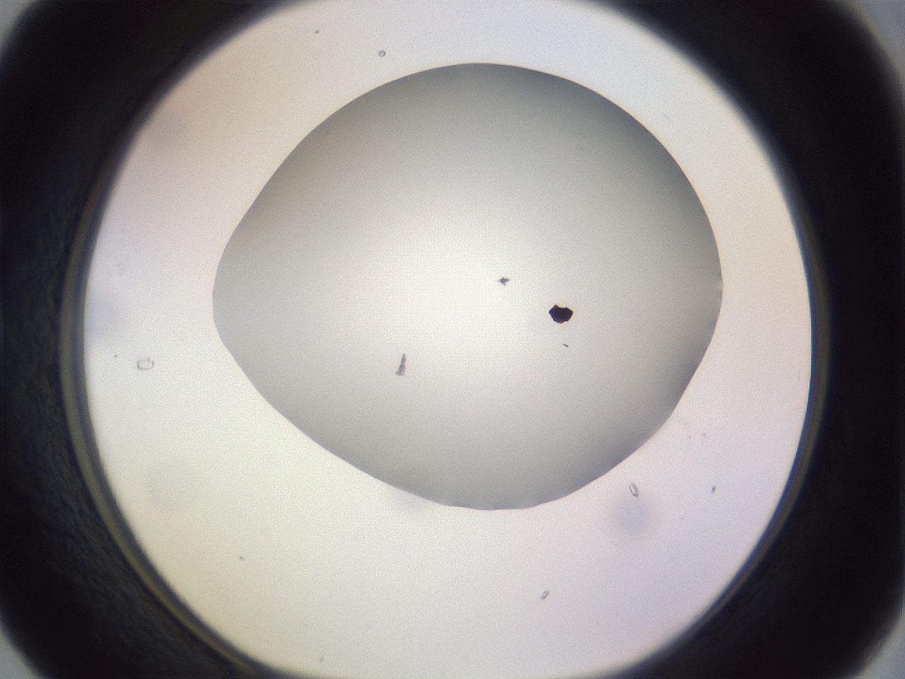 folderID971_plateID1971_batchID8610_wellNum29_profileID1_d1_r133006_ef.jpg
