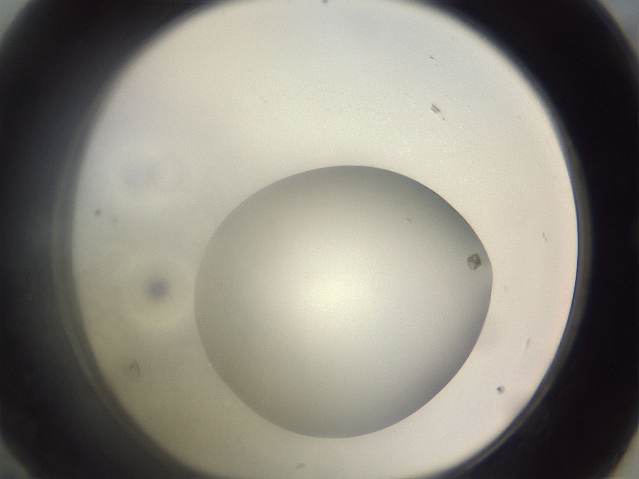 folderID971_plateID1971_batchID8610_wellNum59_profileID1_d1_r133066_ef.jpg