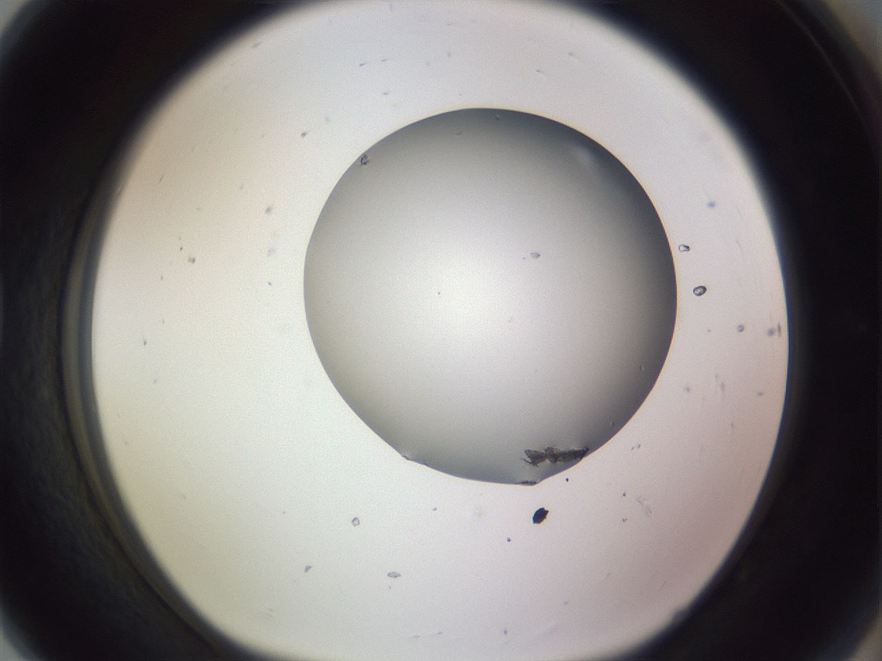 folderID971_plateID1971_batchID8610_wellNum80_profileID1_d1_r133108_ef.jpg