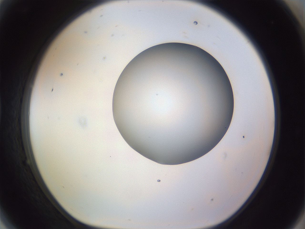 folderID971_plateID1971_batchID8610_wellNum81_profileID1_d1_r133110_ef.jpg