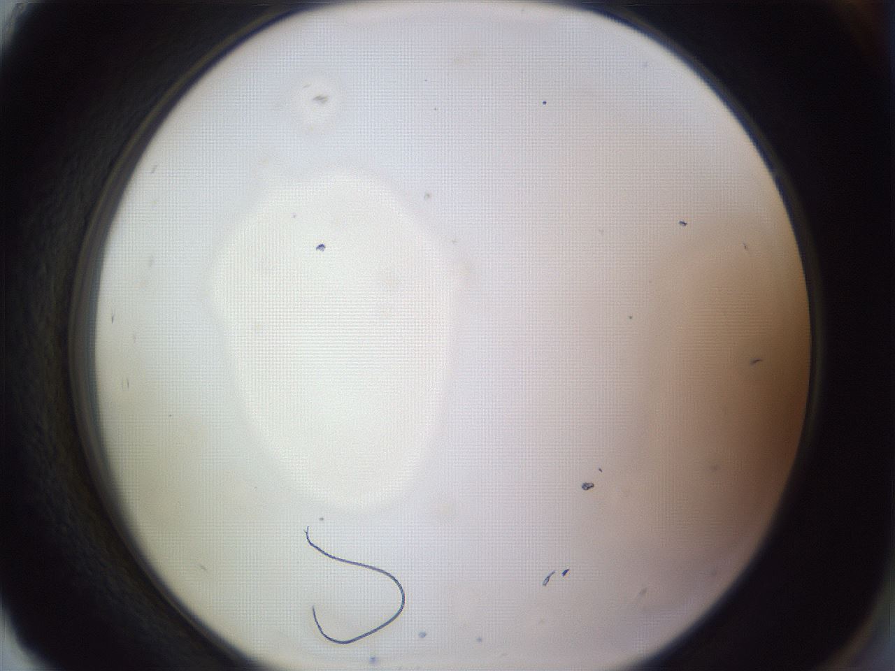 folderID971_plateID1971_batchID8610_wellNum93_profileID1_d2_r133135_ef.jpg