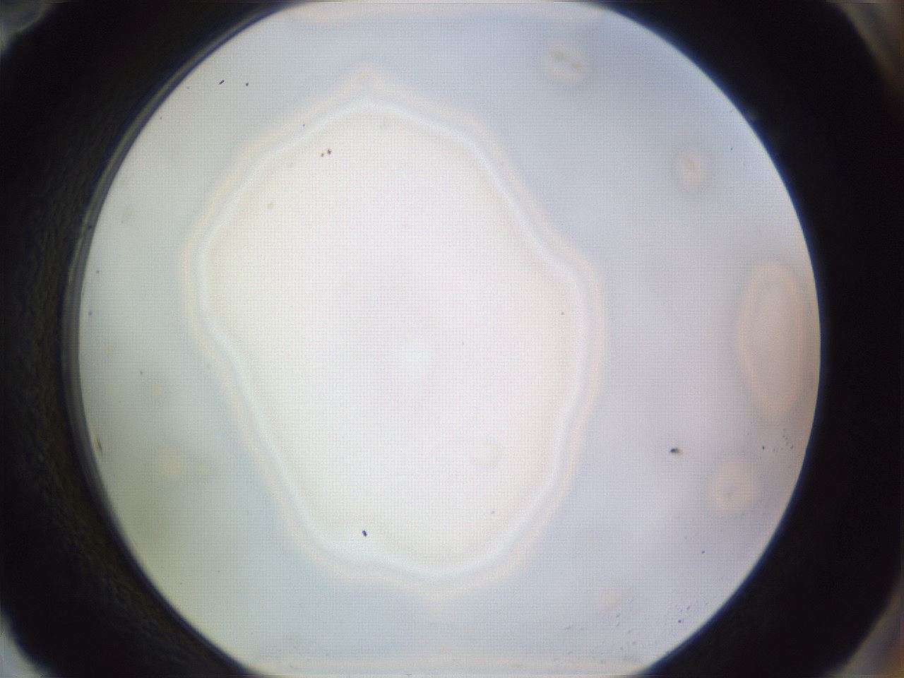 folderID971_plateID1971_batchID8610_wellNum94_profileID1_d2_r133137_ef.jpg