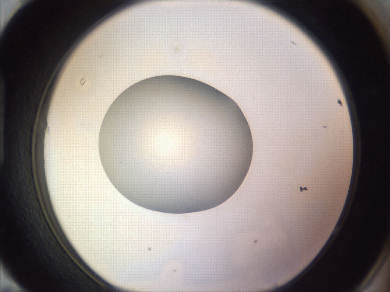 folderID971_plateID1971_batchID8610_wellNum95_profileID1_d1_r133138_ef.jpg