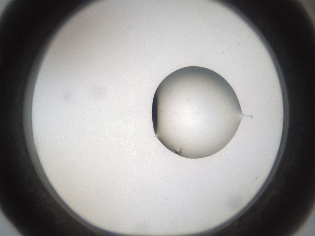 folderID969_plateID1969_batchID8598_wellNum52_profileID1_d1_r130940_ef.jpg