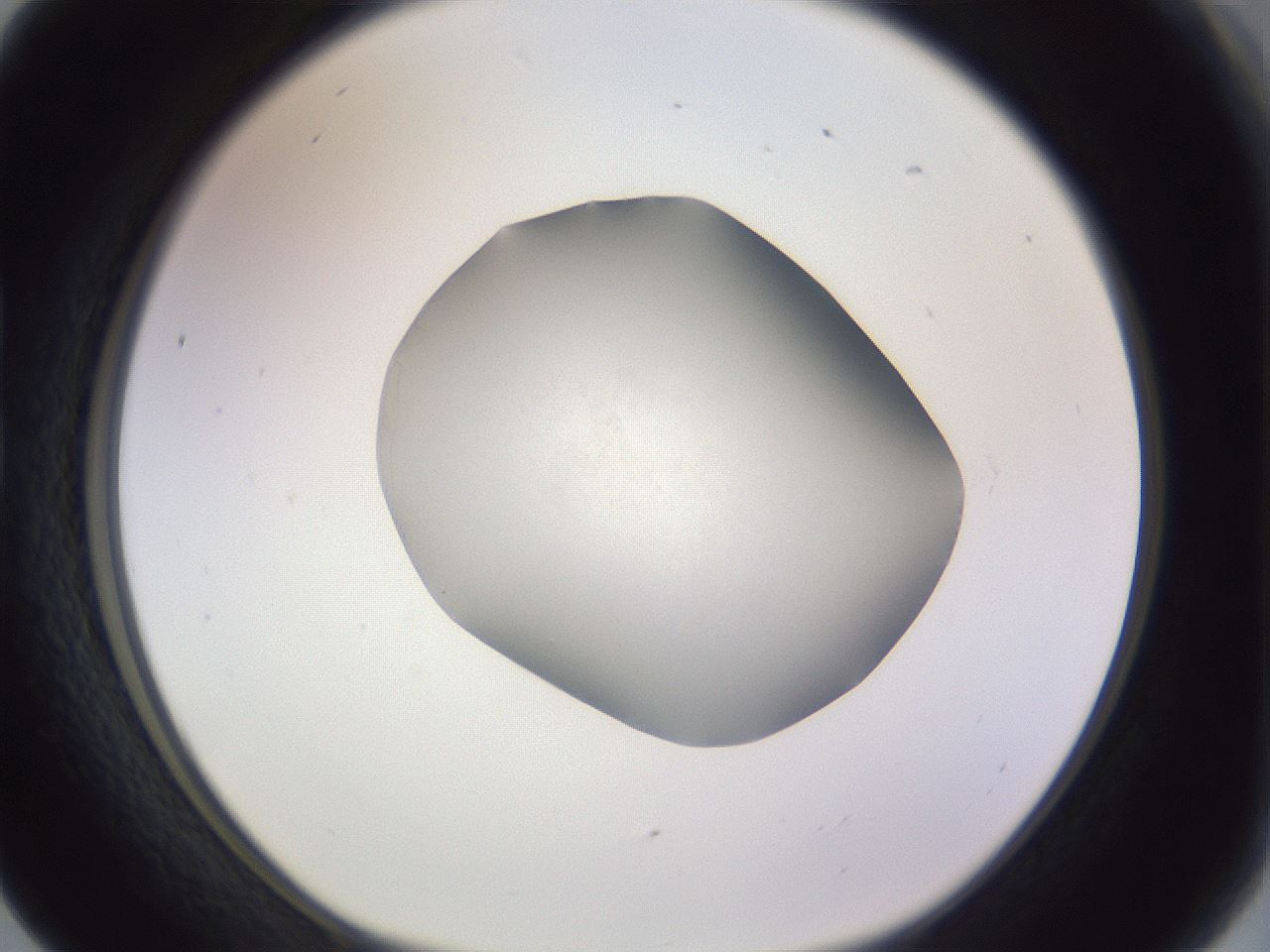 folderID970_plateID1970_batchID8616_wellNum17_profileID1_d1_r134134_ef.jpg