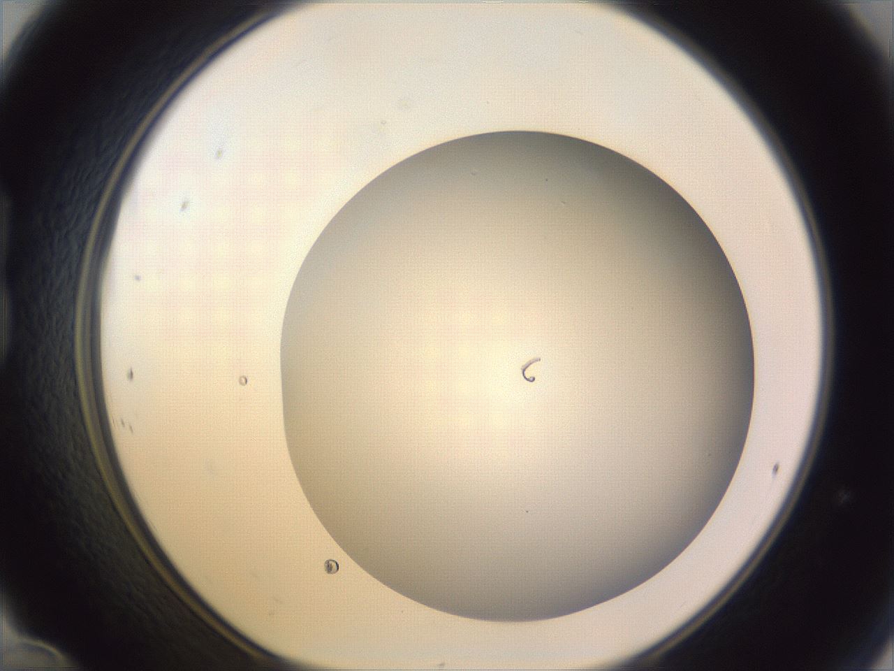 folderID971_plateID1971_batchID8610_wellNum24_profileID1_d1_r132996_ef.jpg