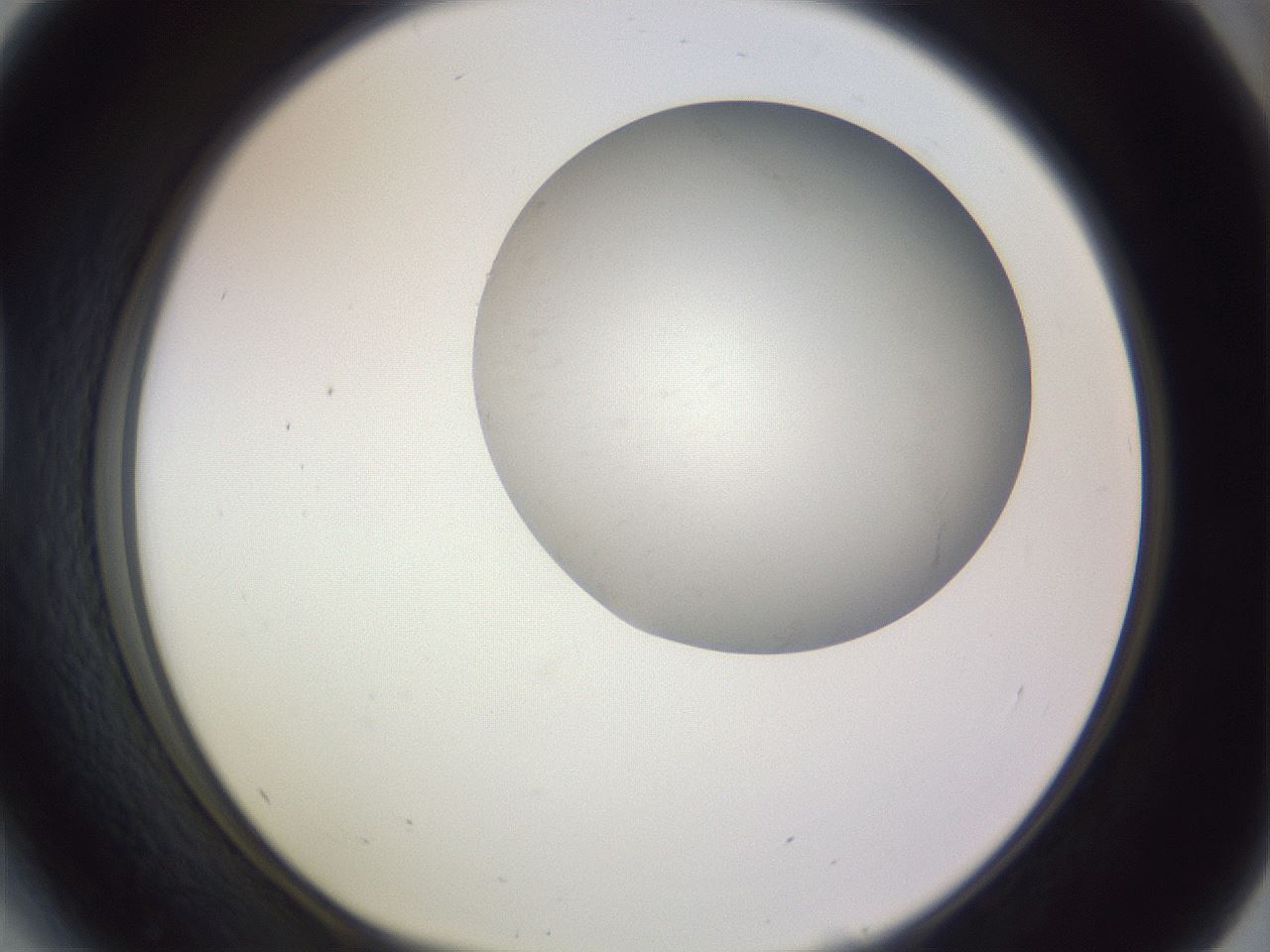 folderID973_plateID1973_batchID8599_wellNum41_profileID1_d1_r130726_ef.jpg