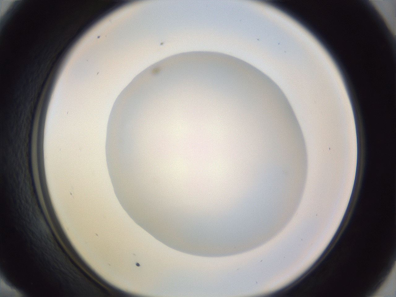 folderID973_plateID1973_batchID8599_wellNum58_profileID1_d1_r130760_ef.jpg