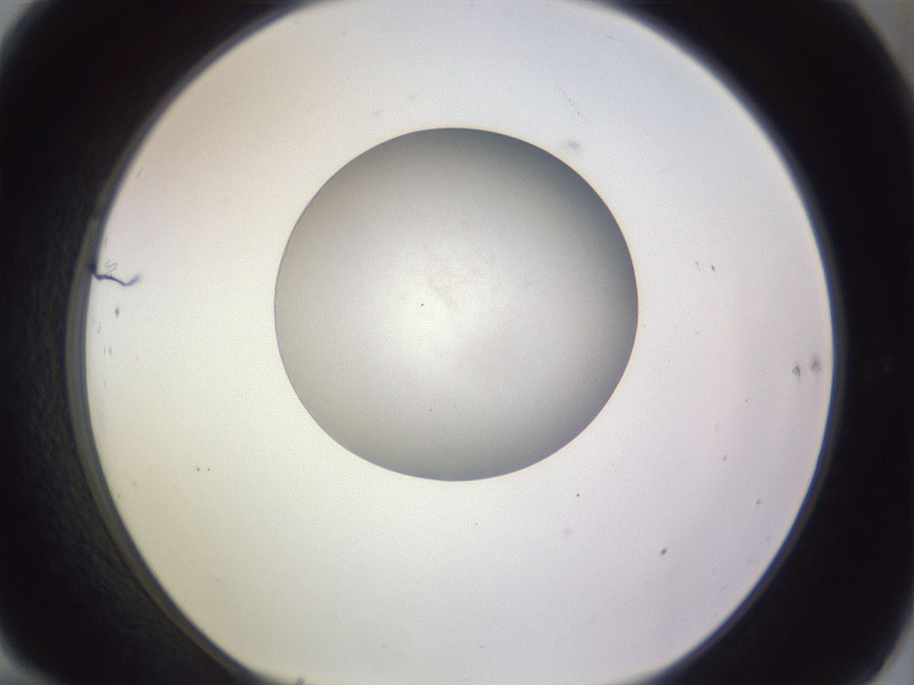 folderID973_plateID1973_batchID8599_wellNum70_profileID1_d1_r130784_ef.jpg