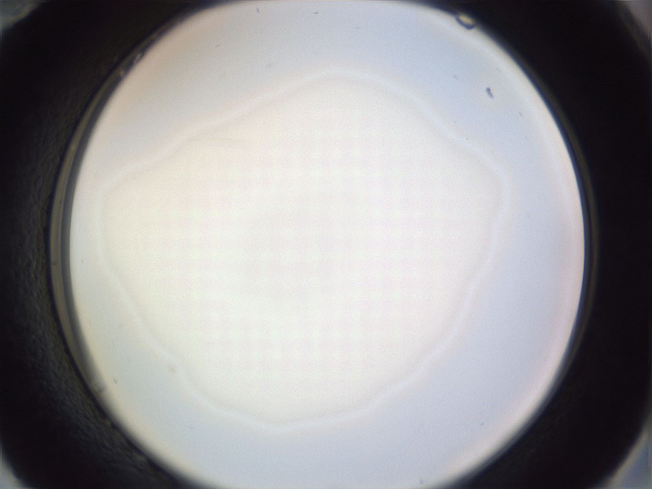 folderID973_plateID1973_batchID8599_wellNum82_profileID1_d2_r130809_ef.jpg