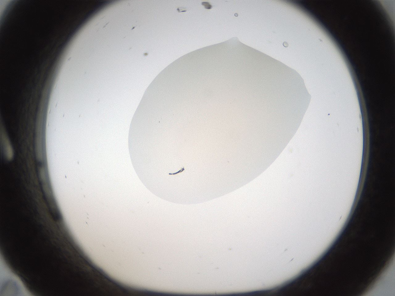 folderID974_plateID1974_batchID8613_wellNum11_profileID1_d1_r133546_ef.jpg